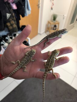 Agama vousatá České Budějovice - 9