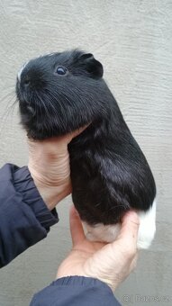 Morčátka kluci - 9