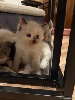 Ragdoll koťátka bez PP - 9