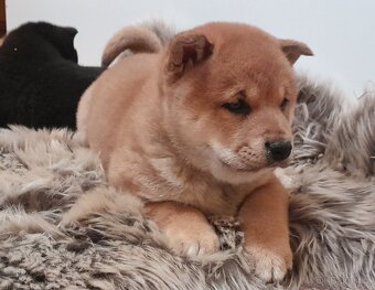 Shiba inu - 9