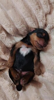 Štěně Jorkšírský teriér - 9