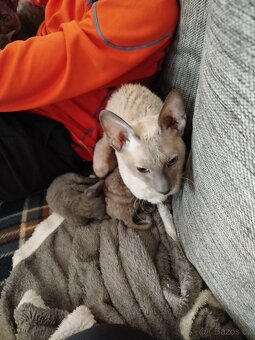 Cornish rex koťátka bez PP - 9