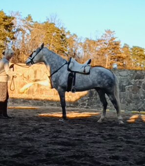 Lusitano - exkluzivní valach - 9