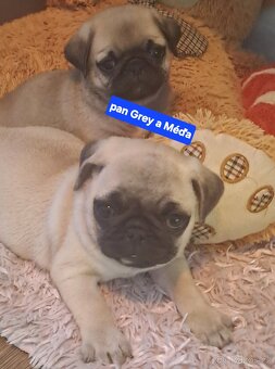 Mops - 9