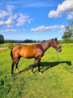 Mladý valach ČT - 9