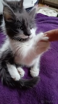 Koťata mainská mívalý - 9