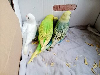 Andulka vlnkovaná - 9