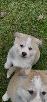 Akita inu šteňátka - 9