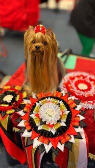 Yorkshire terrier, jorkšírsky terrier, york - 9