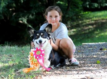 Welsh corgi pembroke s PP - 9
