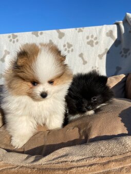 Pomeranian, špic, oranžový špic, pomik - 9