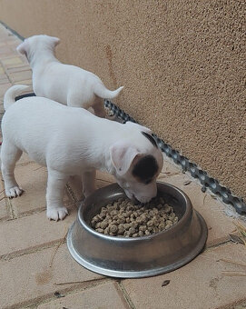 štěňata Jack Russell teriér - 9