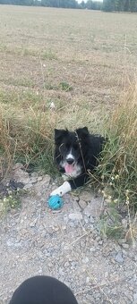 Krytí pes Border kolie - 9