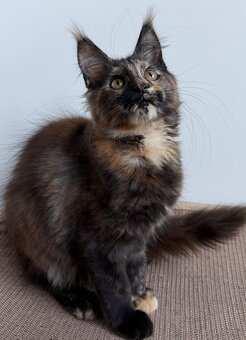 Mainska myvali kotata s PP - 9