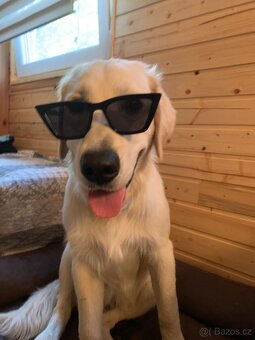 Zlatý retrívr ke krytí bez pp - 9