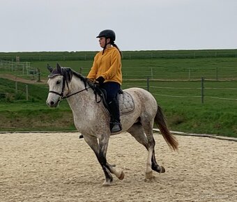 Welsh pony B - 9