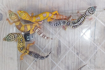 Gekončík noční - letošní mláďata - 9