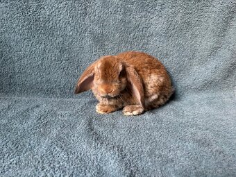 zakrslý králíček beránek rex - 9