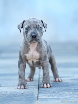 American bully xl, pitbull xxl - 9