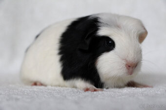 Krátkosrsté morče, morčátko, morčata s PP - 9