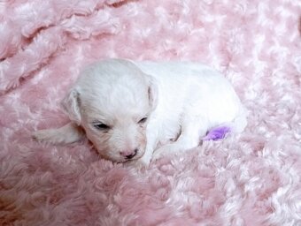 Bišonek - Bichon á poil Frisé - 9