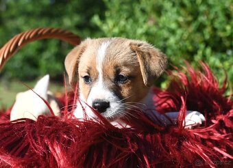 Jack Russell terier s PP - 9