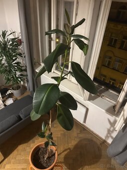 Fikus Elastica - cca 180 cm, včetně květináče - 9