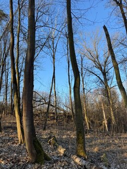 Prodám lesní pozemky v k.ú. Radouň - 9