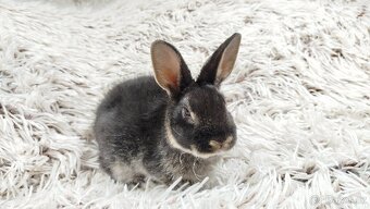 Zakrslý králík, králíček -(REX)-DAISY - 9