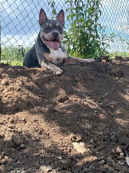 American bully pocket - 9