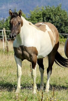 Připouštění HOMOZYGOTNÍM hřebcem APHA - 9
