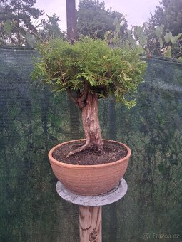 Bonsaj,Bonsai - 9