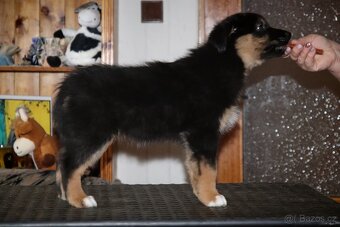 Australských ovčák s PP - 9