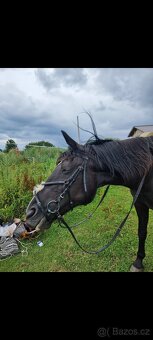 Uzdečka s mexickým nánosníkem - 9