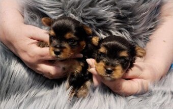 Biewer,Biro a Black-tan Yorkshire Terier s PP holky i kluci - 9