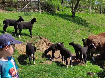 Na prodej: 4 beránky plemene Zwartbles - 9