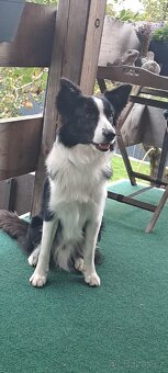 Mini psí hotel a psí školka. - 9