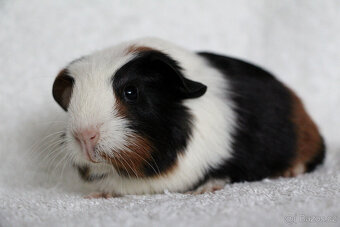 Krátkosrsté morče, morčátko, morčata s PP - 9