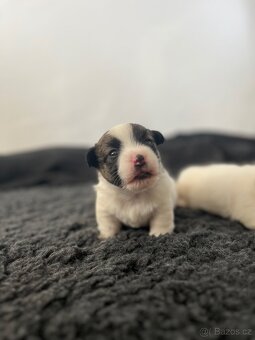 Jack Russell Terrier s PP - 9