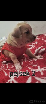 Čivava mini štěňata bez pp - 9