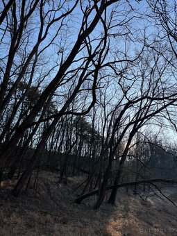 Prodám lesní pozemek v katastrálním území Radouň - 9