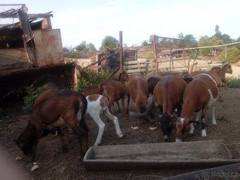 Prodám jehňata ovce kamerunske - 9