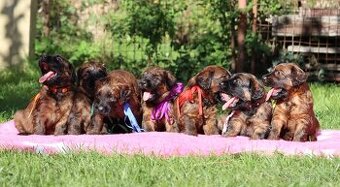 PLAVÁ ŠTĚŇÁTKA BRIARDŮ - 9