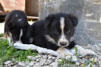 Border kolie s PP krátkosrstá - štěňátka - 9