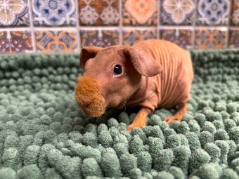 Samečci skinny morčátek - 9