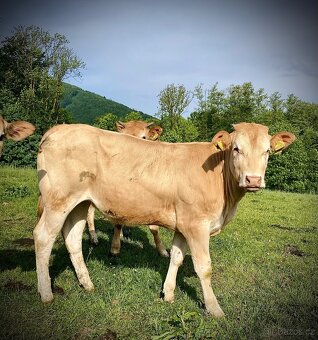 Jalovice masny skot Parthenaise, Blonde d Aquitane - 9