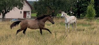Prodáme 1,5 letou klisnu Českého teplokrevníka, ČT - 9