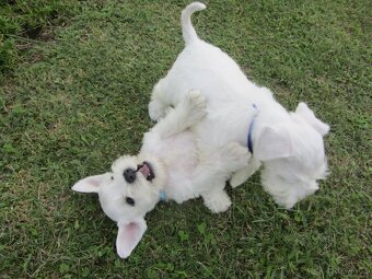 CHS Švarcava - Knírač malý bílý s PP - 9