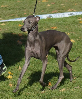 ITALSKÝ CHRTÍK - 9