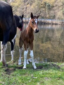 Připouštění jedinečným APH hřebcem HB Keenshow Rooster - 9